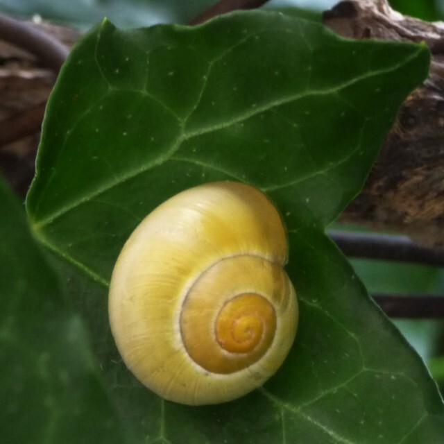 摄影 标题为“escargot” 由Anne Sarda, 原创艺术品