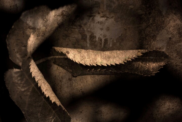 Nature Morte..... 摄影
