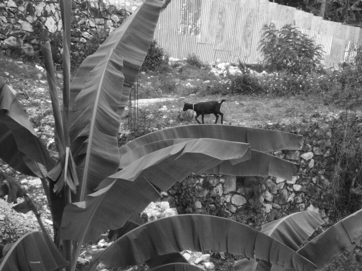 Photography titled "kabrit Haïti" by Patrick Lalande, Original Artwork