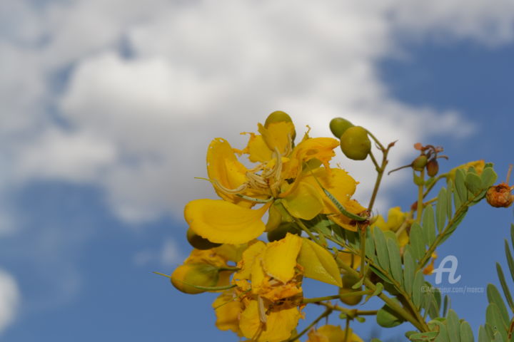 Photography titled "Avaraipu" by Mariska Ma Veepilaikaliyamma, Original Artwork
