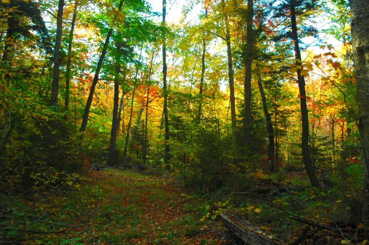 "pre-2007-01-11-1531…" başlıklı Fotoğraf Kevin Beer tarafından, Orijinal sanat