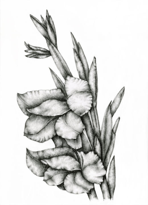Σχέδιο με τίτλο "Gladiolus" από Irina Laskin, Αυθεντικά έργα τέχνης, Γραφίτης