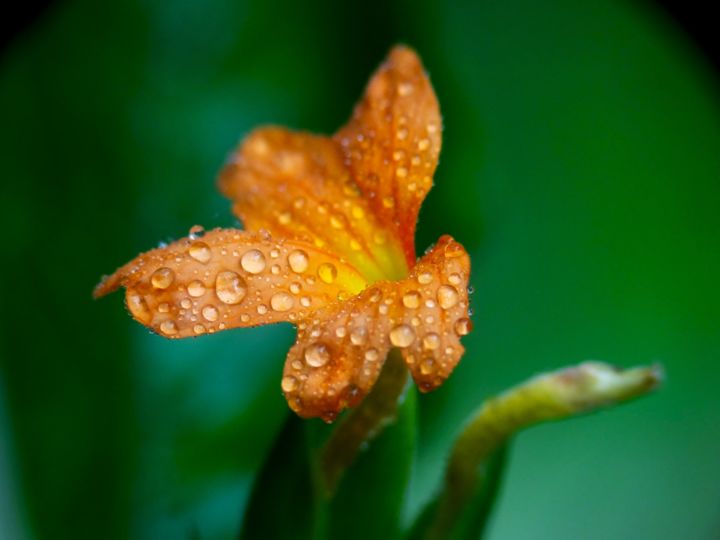 Photography titled "amazing macro shot" by Saurabh Gaikwad, Original Artwork