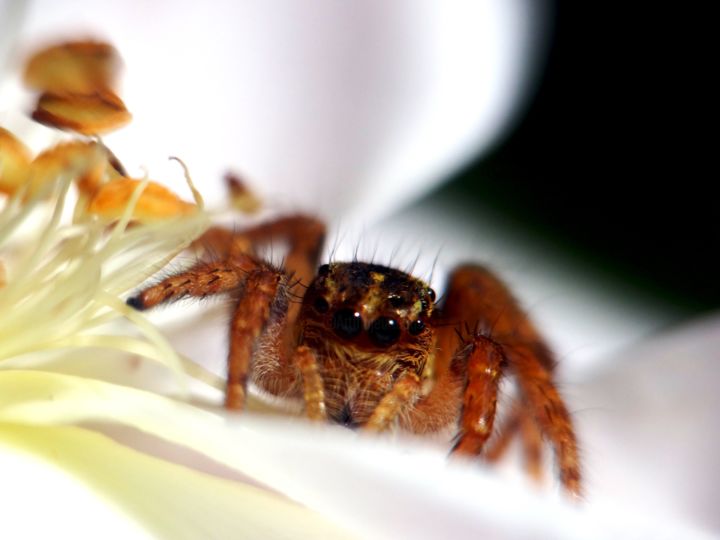 Photography titled "Jumping spider" by Saurabh Gaikwad, Original Artwork