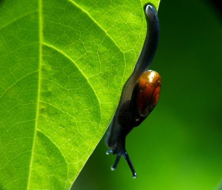 Photography titled "awesome snale" by Saurabh Gaikwad, Original Artwork