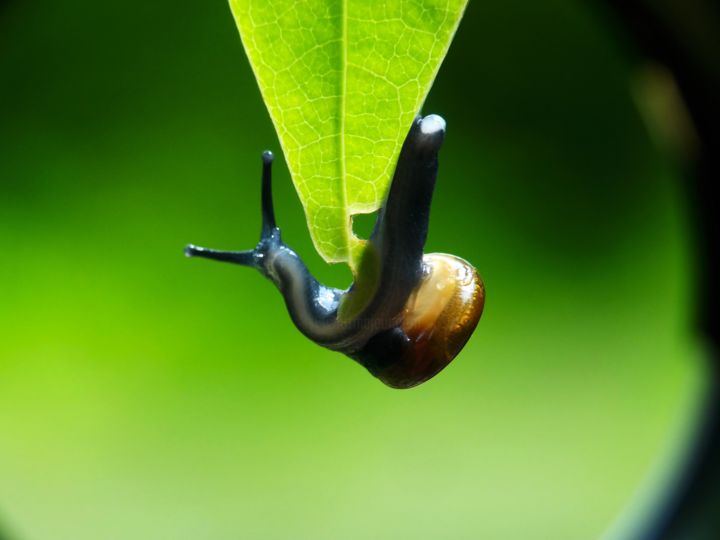 Photography titled "Active snale" by Saurabh Gaikwad, Original Artwork