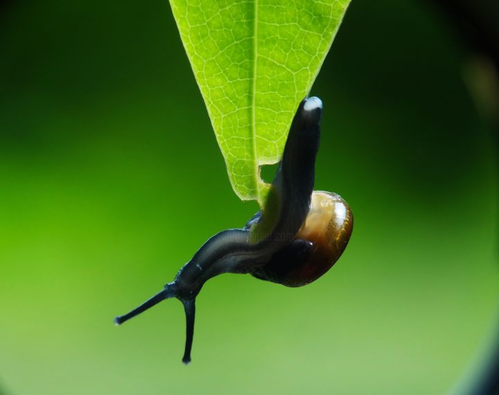 Photography titled "snile in action" by Saurabh Gaikwad, Original Artwork