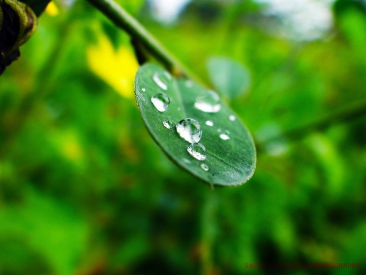 Photography titled "Tiny drops of water" by Saurabh Gaikwad, Original Artwork