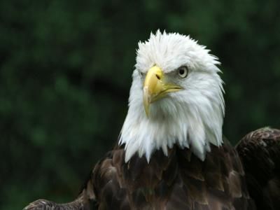 Photography titled "Eagle 1" by Davy Meadows, Original Artwork