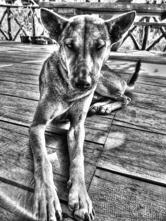 Photography titled "dog" by Laseptieme Couleur, Original Artwork