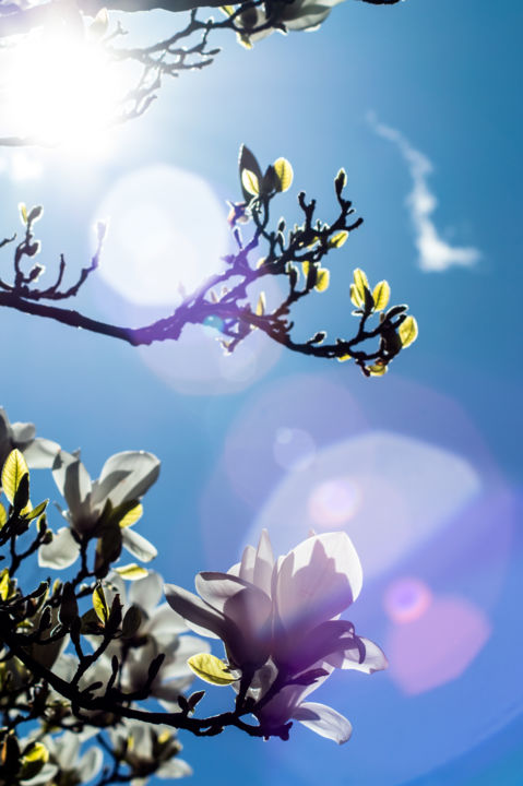 Painting titled "flower.jpg" by Rudi Photography, Original Artwork