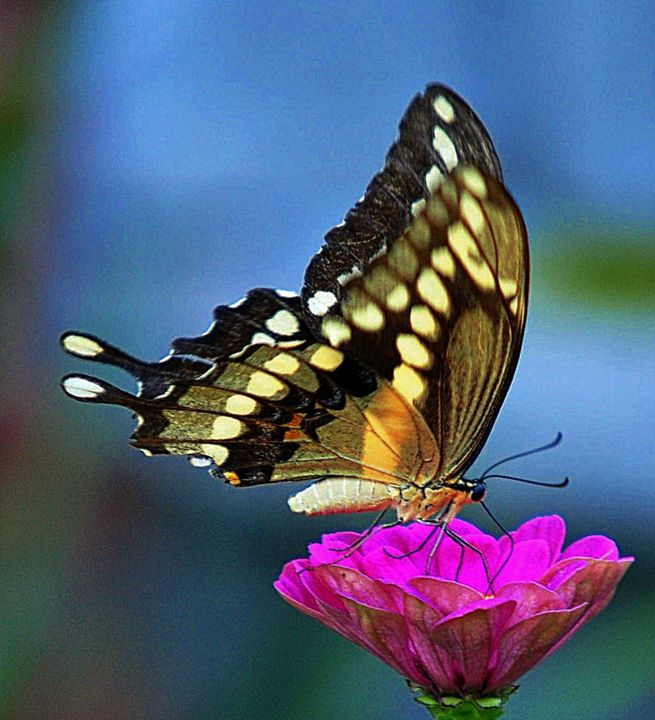 Photography titled "Bon Apetite" by Jacqueline Fitzgerald Ruiz, Original Artwork, Other