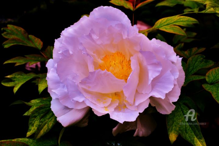 Photography titled "Fleur de la lumière…" by Mariska Ma Veepilaikaliyamma, Original Artwork