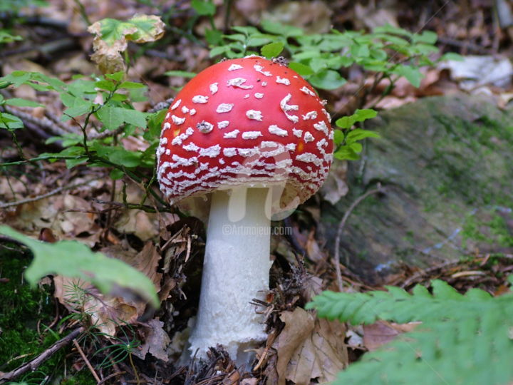 제목이 "amanita-muscaria.jpg"인 사진 Marcello Viola로, 원작