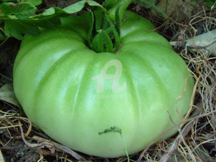 제목이 "tomato.jpg"인 사진 Marcello Viola로, 원작