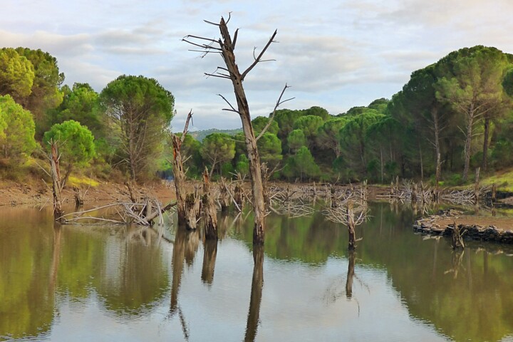 Photography titled "Naturaleza "muerta"" by Alex Barba, Original Artwork