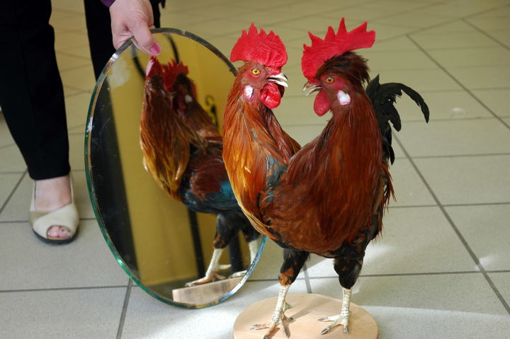 Photographie intitulée "COQ A DEUX TETES" par Yvette Matysiak, Œuvre d'art originale