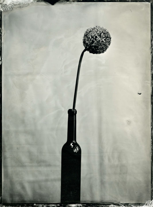 Fotografia zatytułowany „Flowers, wet plate…” autorstwa Joanna Borowiec, Oryginalna praca