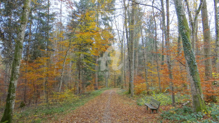 Photography titled "Fall Colors" by Ravi Shankar Das, Original Artwork