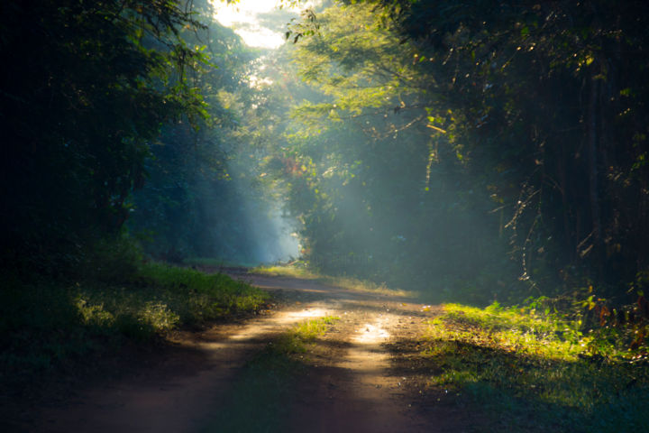 Photography titled "Au coeur de l'Amazo…" by Marie Cappuccia Photographies, Original Artwork