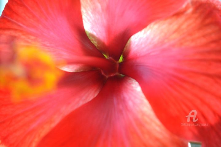 Photography titled "Hibiscus" by Mariska Ma Veepilaikaliyamma, Original Artwork