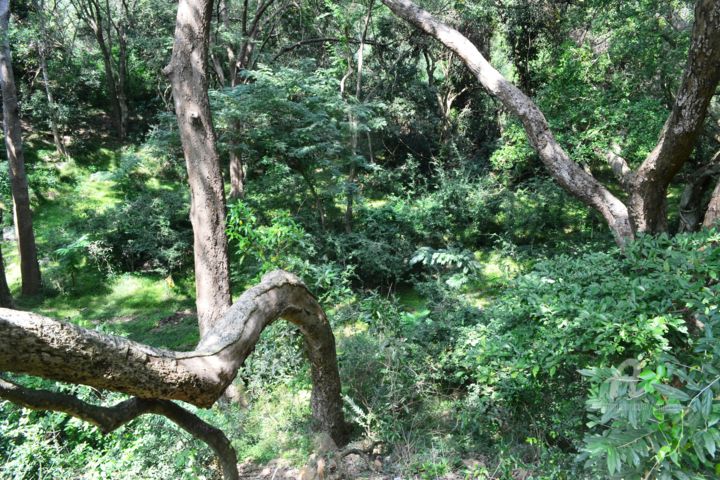Photography titled "Magie de la forêt –…" by Mariska Ma Veepilaikaliyamma, Original Artwork