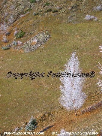 Photography titled "un arbre givré en H…" by Emmanuelle Scarnato Belbenoit, Original Artwork