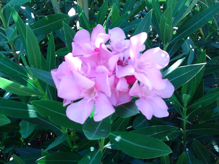 Photography titled "the flower" by Iulia Georgiana, Original Artwork