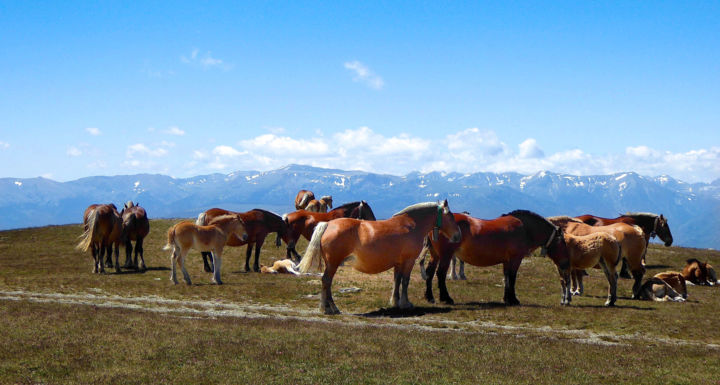 Photographie intitulée "Cavales en Cerdagne" par Jean Paul Rosso, Œuvre d'art originale