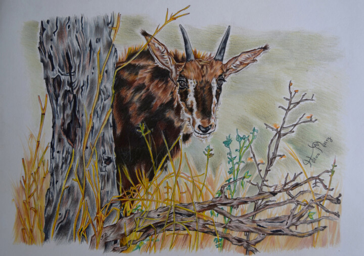 sable calf peers 图画, 12x17 in