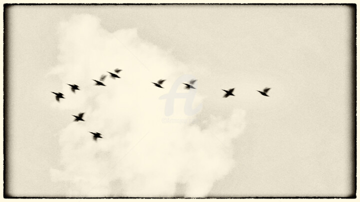 CYGNES 摄影