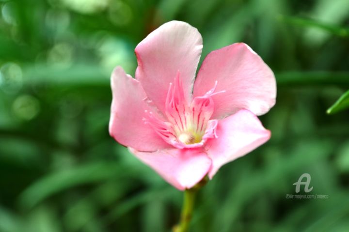 Photography titled "Oléandre Rose - Ros…" by Mariska Ma Veepilaikaliyamma, Original Artwork