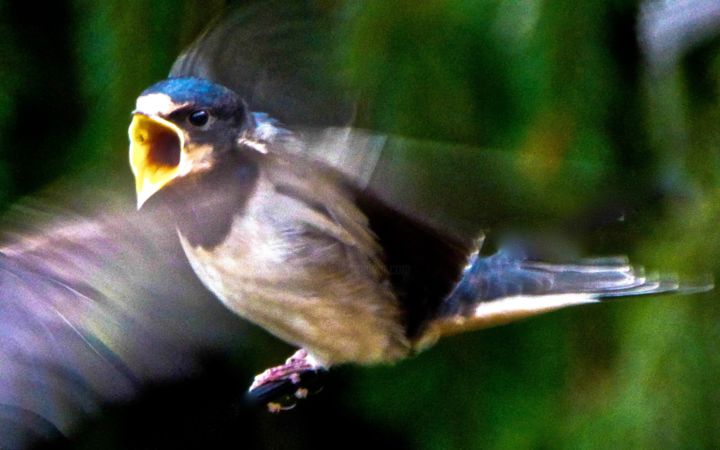 Photographie intitulée "Colère" par Jean Paul Rosso, Œuvre d'art originale
