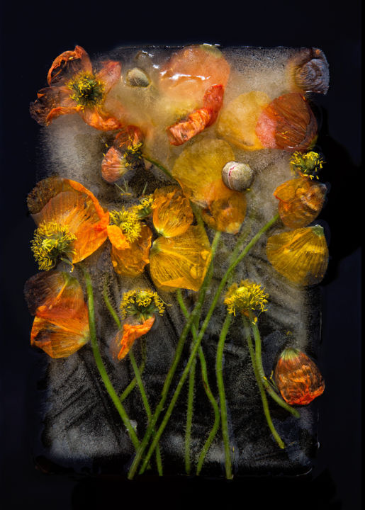 제목이 "Fields of gold"인 사진 Bruce Boyd로, 원작