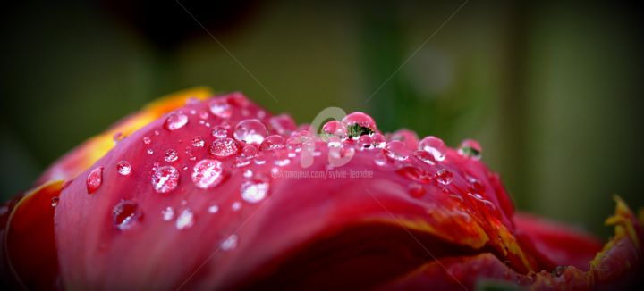 Photography titled "LES GOUTTES" by Sylvie Léandre, Original Artwork