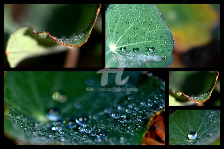 Photography titled "gouttes sur feuille…" by Sylvie Léandre, Original Artwork