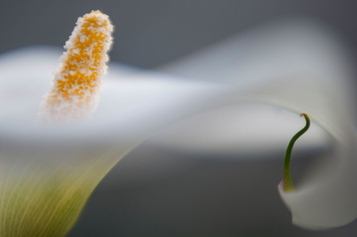 Fotografie getiteld "cala curves. one" door Ievgen Gubareni, Origineel Kunstwerk, Digitale fotografie