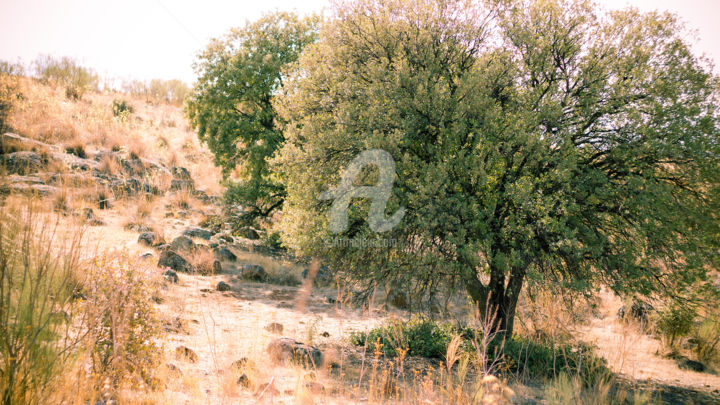 摄影 标题为“two-trees.jpg” 由Chris A. Braibant, 原创艺术品