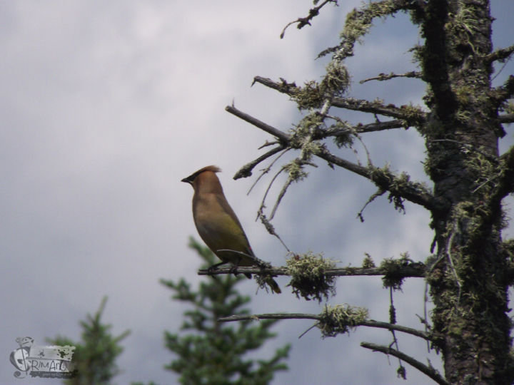 "jaseur-d-amerique.j…" başlıklı Fotoğraf Alex Grimarts tarafından, Orijinal sanat