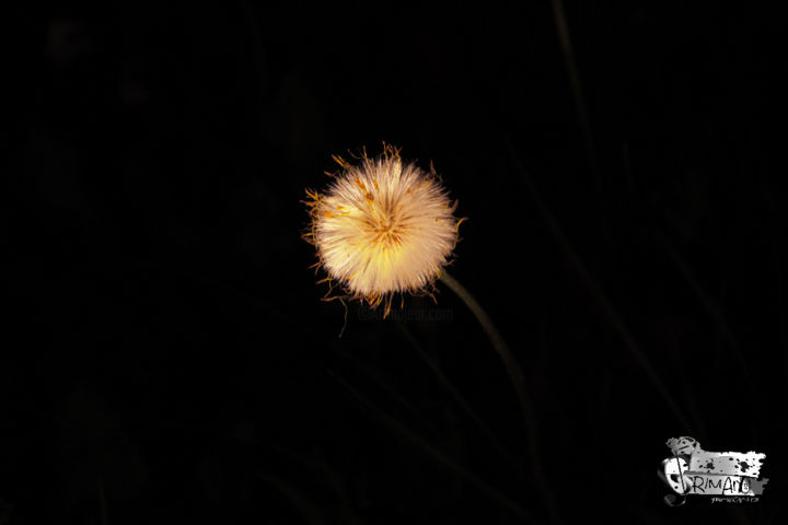 "pissenlit.jpg" başlıklı Fotoğraf Alex Grimarts tarafından, Orijinal sanat