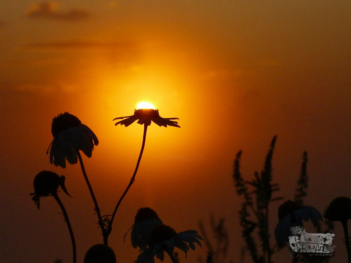 "marguerite lumineuse" başlıklı Fotoğraf Alex Grimarts tarafından, Orijinal sanat, Fotoşopsuz fotoğraf