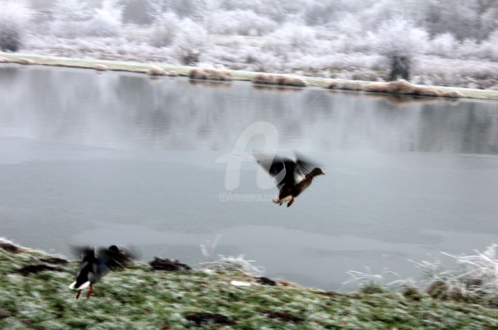Photographie intitulée "29.jpg" par Didier Duclos, Œuvre d'art originale