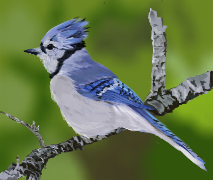 Digital Arts titled "Blue jay" by Antwyon Simpson, Original Artwork, 2D Digital Work