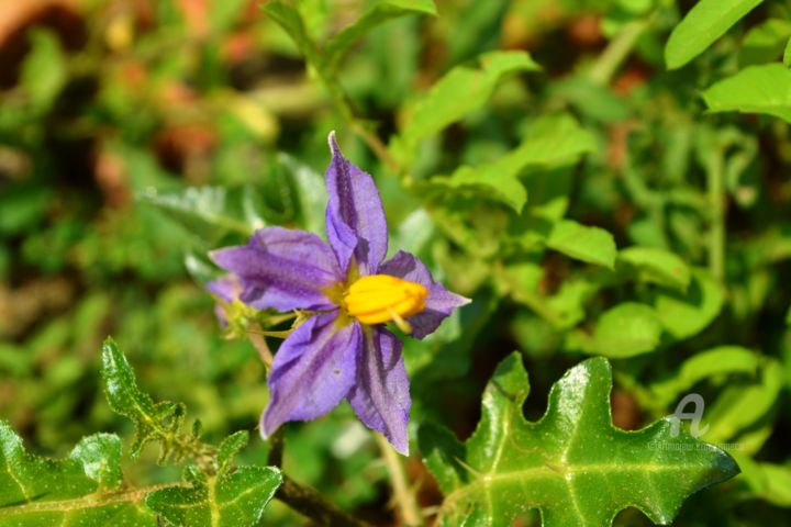 Photography titled "Kantankattiri" by Mariska Ma Veepilaikaliyamma, Original Artwork