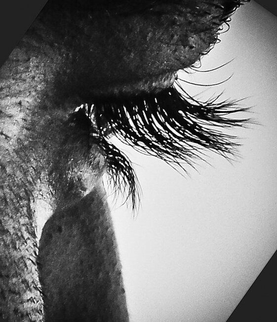 Photography titled "img-20170422-225204…" by Ratna Dutta, Original Artwork
