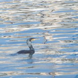 Photographie intitulée "cormoran" par Miodrag Aubertin, Œuvre d'art originale