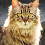 Photographie intitulée "Chat'perlipopette,…" par Alain Brasseur, Œuvre d'art originale
