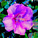 Image principale