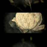 Image principale