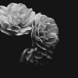 Image principale